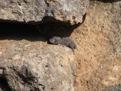 Ein Bewohner der Insel, überall zu sehen. Das ist ein Gecko.